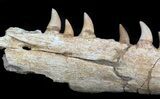 Halisaurus (Mosasaur) Jaw Section (Composited Teeth) #35033-2